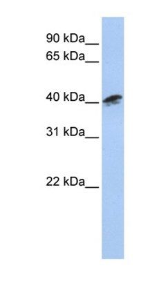 ACTR1A antibody