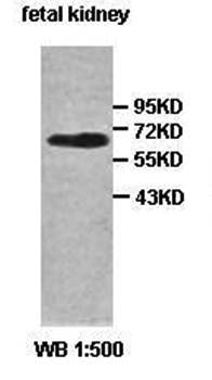 ACTR5 antibody