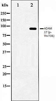 ADAM 17 (phospho-Thr735) antibody