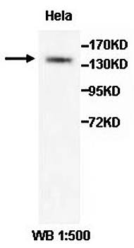 ADAMTS18 antibody