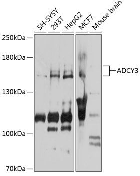 ADCY3 antibody
