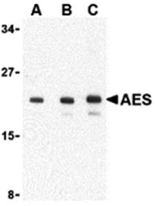 AES Antibody