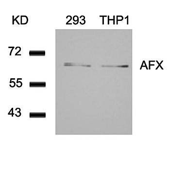 AFX (Ab97) Antibody