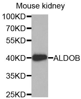 ALDOB antibody
