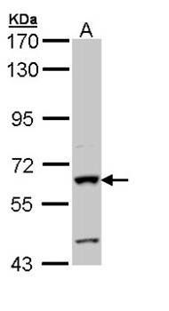 alkaline phosphatase (intestinal) antibody