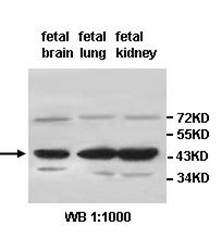 ALKBH1 antibody