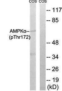 AMPKalpha (phospho-Thr172) antibody