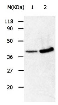 ANXA2 Antibody