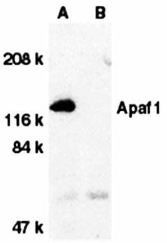 Apaf1 Antibody