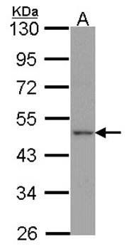 Apelin receptor antibody