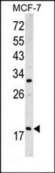 ARF3 antibody
