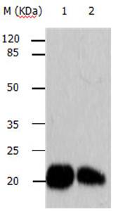 ARF6 Antibody
