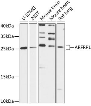 ARFRP1 antibody