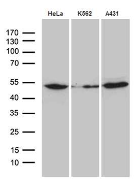 Arp3 (ACTR3) antibody