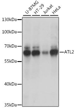 ATL2 antibody