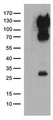 ATP dependent metalloprotease YME1L1 (YME1L1) antibody