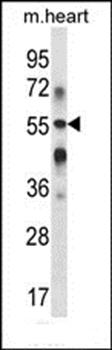 B3GALT2 antibody