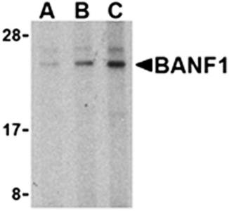 BANF1 Antibody