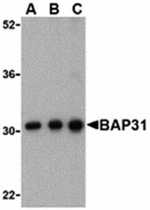 BAP31 Antibody