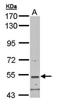 basic beta 2 syntrophin antibody