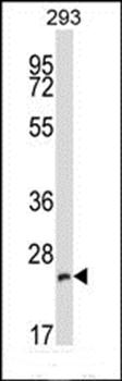 BCAP29 antibody
