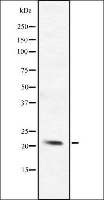 BCL2L10 antibody