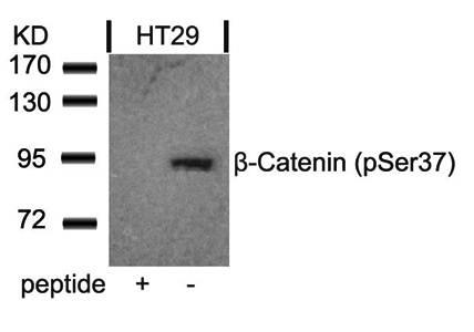β-Catenin (Phospho-Ser37) Antibody