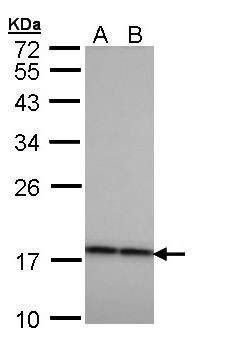 Beta-crystallin A4 antibody