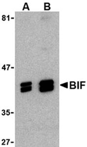 Bif Antibody