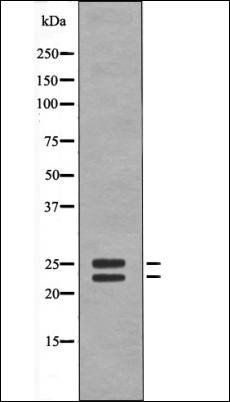 BIM (Phospho-Ser59) antibody