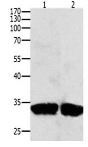 BIRC7 Antibody