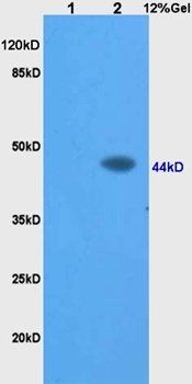 BMP2 antibody