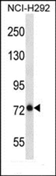 BMPER antibody