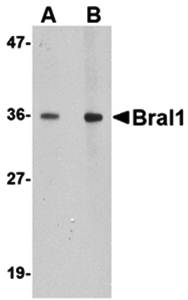BRAL1 Antibody