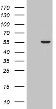 BRUNOL6 (CELF6) antibody