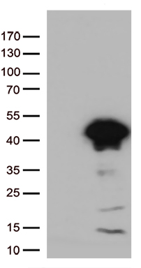 BRUNOL6 (CELF6) antibody