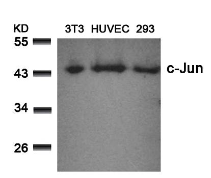 c-Jun (Ab-73) Antibody