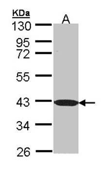 C1orf165 antibody