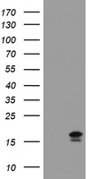 C5orf19 (REEP2) antibody