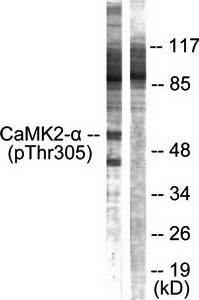 CaMK2alpha/beta/delta (phospho-Thr305) antibody