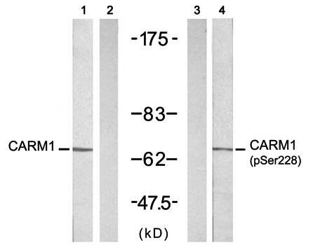 CARM1(Phospho-Ser228) antibody