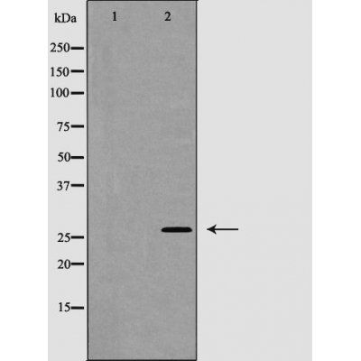 Caspase 1 (Phospho-Ser376) antibody