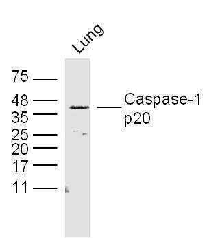 Caspase-1 (phospho-20) antibody