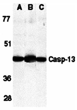 Caspase 13 Antibody