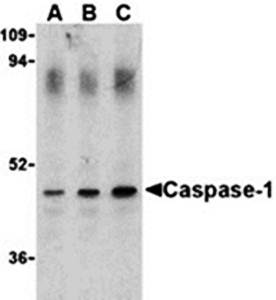 Caspase Antibody