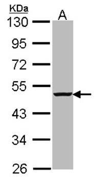 caspase-4 antibody
