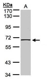 caspase-8 antibody