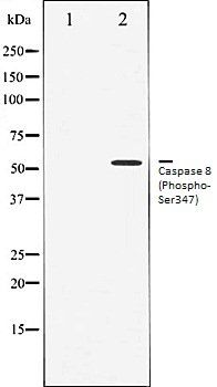 Caspase 8 (Phospho-Ser347) antibody