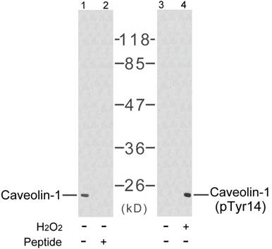 Caveolin (Phospho-Tyr14) Antibody