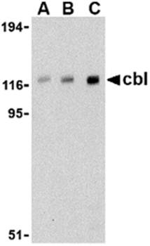 Cbl Antibody